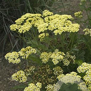 Achillea m. 'Sunny Seduction' GM P9 BIO