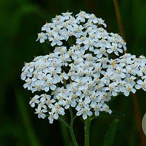 Achillea m. 'White Beauty' GM P9 BIO