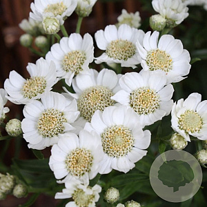 Achillea ptarmica 'Nana Compacta' GM P9 BIO