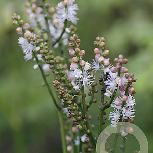 Actaea japonica 'Cheju-do' GM P9 BIO