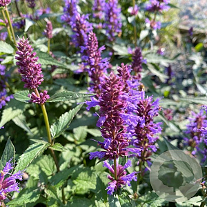 Agastache 'Purple Haze' GM P9 BIO