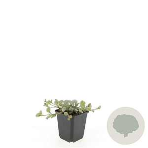 Ajuga reptans 'Burgundy Glow' GM P9 BIO