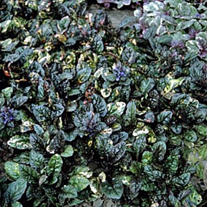 Ajuga reptans 'Multicolor' GM P9 BIO