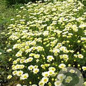 Anthemis tinctoria 'Lemon Ice' GM P9 BIO