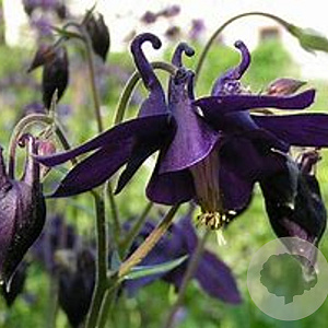 Aquilegia atrata GM P9 BIO