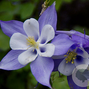 Aquilegia 'Blue Star' GM P9 BIO