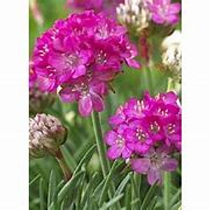 Armeria mar. 'Abbey Deep Rose' GM P9 BIO