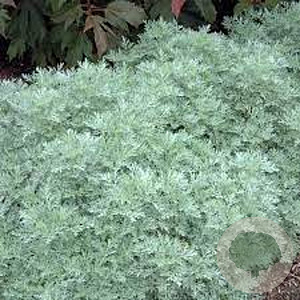 Artemisia 'Powis Castle' GM P9 BIO