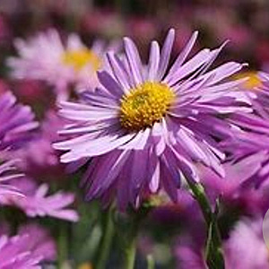 Aster alpinus 'Happy End' GM P9 BIO