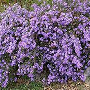 Aster divaricatus 'Eastern Star' GM P9 BIO