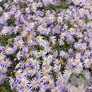Aster 'Eleven Purple' GM P9 BIO
