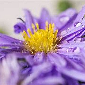 Aster (D) 'Herbstpurzel' GM P9 BIO