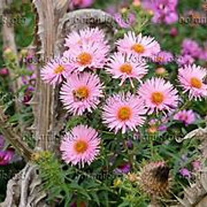 Aster n.-a. 'Rosa Sieger' GM P9 BIO
