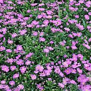 Aster n.-b. 'Karminkuppel' GM P9 BIO