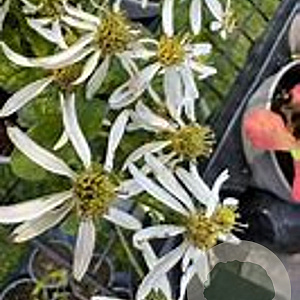 Aster schreberi GM P9 BIO