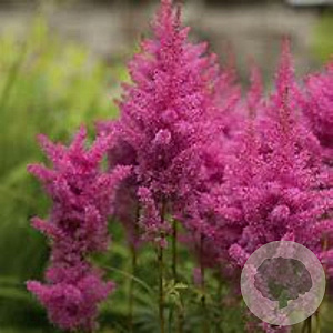 Astilbe (A) 'Anita Pfeifer' GM P9 BIO