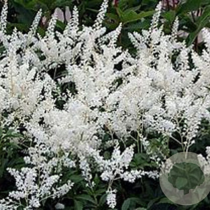 Astilbe (J) 'Gladstone' GM P9 BIO
