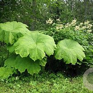 Astilboides tabularis GM P9 BIO