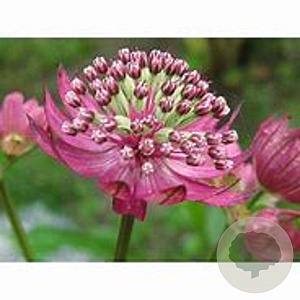 Astrantia maj. 'Primadonna' GM P9 BIO