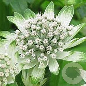 Astrantia maj. 'Star of Billion' GM P9 BIO