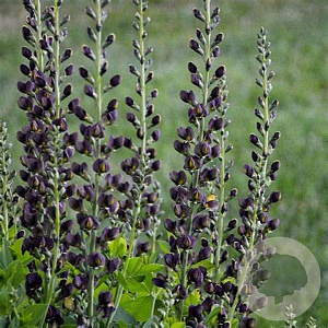 Baptisia 'Dark Chocolate' GM P9 BIO