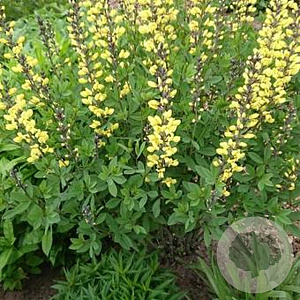 Baptisia 'Lemon Meringue' GM P9 BIO