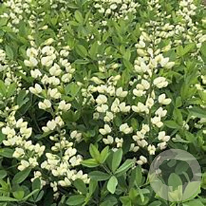 Baptisia 'Vanilla Cream' GM P9 BIO
