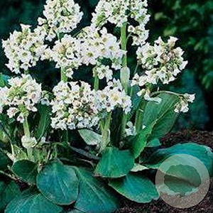 Bergenia 'Bressingham White' GM P9 BIO