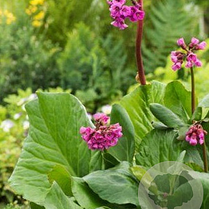 Bergenia 'Vinterglöd' GM P9 BIO