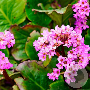 Betonica off. 'Ukkie' GM P9 BIO