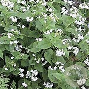 Brunnera macr. 'Betty Bowring' GM P9 BIO
