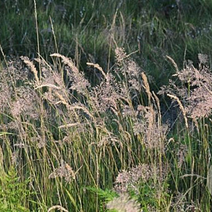 Calamagrostis varia GM P9 BIO