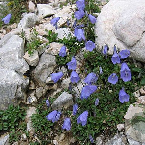Campanula cochleariifolia GM P9 BIO