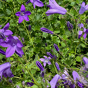 Campanula p. 'Resholt Variety' GM P9 BIO