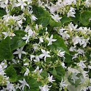Campanula posch. 'Silberregen' GM P9 BIO