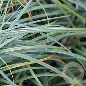 Carex flacca 'Buis' GM P9 BIO