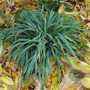 Carex laxiculmis 'Bunny Blue' GM P9 BIO
