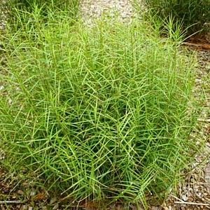 Carex musk. 'Little Midge' GM P9 BIO