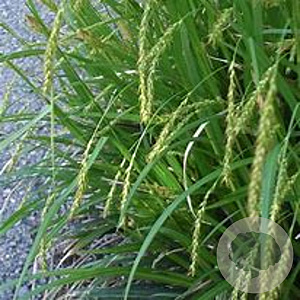 Carex sylvatica GM P9 BIO
