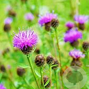 Centaurea nigra GM P9 BIO