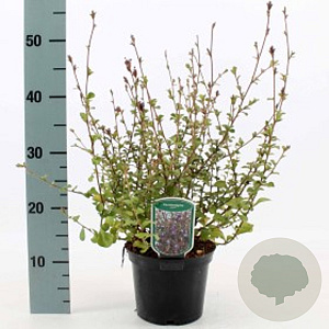 Ceratostigma griffithii GM P9 BIO