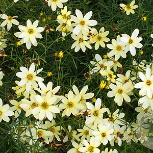 Coreopsis vert. 'Moonbeam' GM P9 BIO