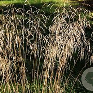 Deschampsia cesp. 'Tauträger' GM P9 BIO