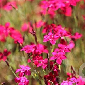 Dianthus delt. 'Flashing Light' GM P9 BIO