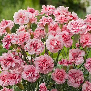 Dianthus (PL) 'Doris' GM P9 BIO