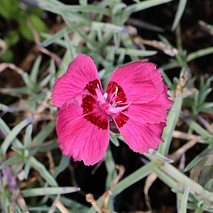 Dianthus grat. 'Rotkäppchen' GM P9 BIO