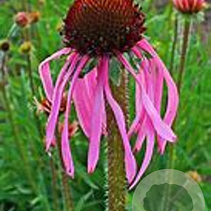 Echinacea pallida GM P13 Biologisch