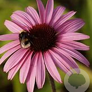 Echinacea p. 'Augustkönigin' GM P9 BIO