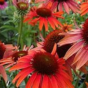 Echinacea p. 'Hot Lava' GM P9 BIO