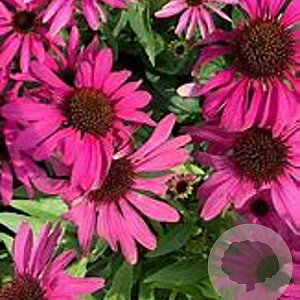 Echinacea p. 'JS Stiletto' GM P9 BIO